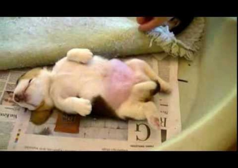 Uyurken Top Atsanız Uyanmayacak Süper Tatlı Köpek Yavrusu
