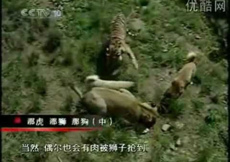 Japonların Aslan, Kaplan ve Sivas Kangalları Oynarken Çektikleri Garip Video